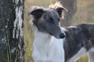 Langhaar Whippets Wiesenflitzer